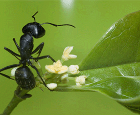 黑蚂蚁直接服用