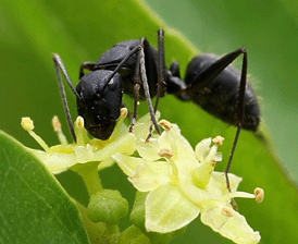服用长白山黑蚂蚁应注意的事项