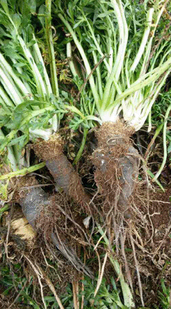 秘鲁进口黑玛卡的功效