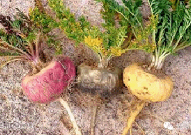 秘鲁进口黑玛卡适合的人群