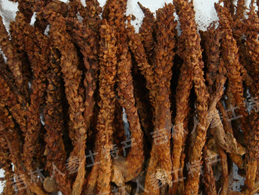 ����ɽҰ�����ϲ�