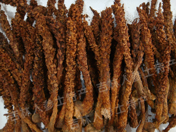 长白山野生不老草