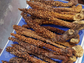 长白山野生不老草