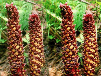 长白山野生不老草