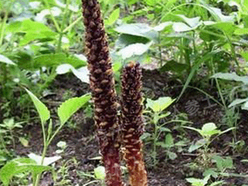 长白山野生不老草