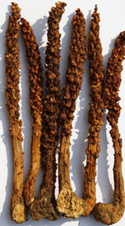 长白山野生不老草的功效