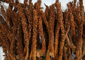 长白山野生不老草适合的人群