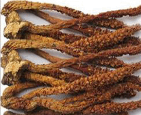 不老草应注意的事项