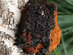 ����˹����������