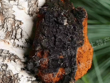 俄罗斯野生桦树茸