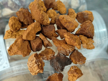 俄罗斯野生桦树茸