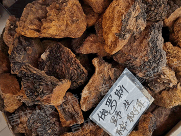 俄罗斯野生桦树茸