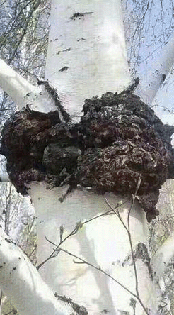 俄罗斯野生桦树茸