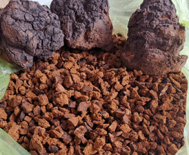 俄罗斯野生桦树茸