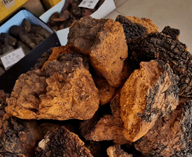 俄罗斯野生桦树茸