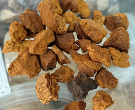 俄罗斯野生桦树茸