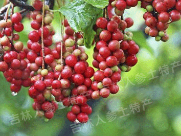 野生(北)五味子