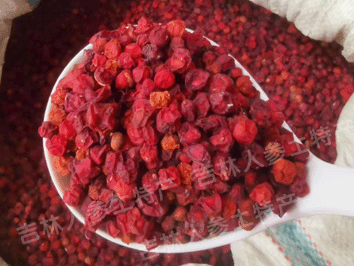 野生(北)五味子