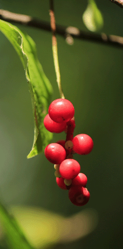 野生(北)五味子的功效