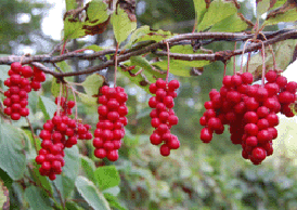 野生(北)五味子适合的人群