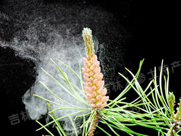 长白山明隆松花粉