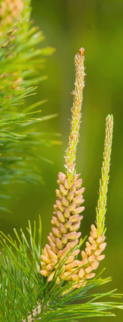 长白山明隆松花粉
