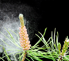 长白山明隆松花粉