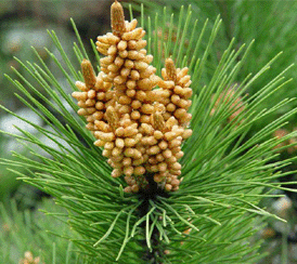 长白山明隆松花粉的用法与用量